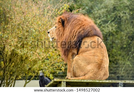 The Lion King with black Vulture