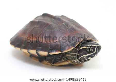 The Malayan snail-eating turtle (Malayemys macrocephala) is a species of turtle in Malayemys genus of the family Geoemydidae isolated on white background