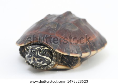 The Malayan snail-eating turtle (Malayemys macrocephala) is a species of turtle in Malayemys genus of the family Geoemydidae isolated on white background