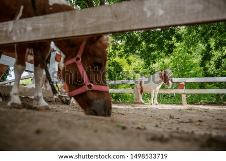 Picture of adorable pony horses standing outdoors near fence.