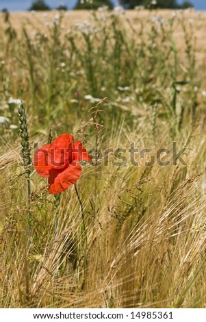 Summer with one red poppy on the meadow