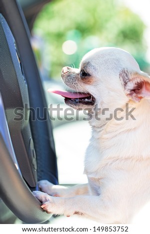 chihuahua driving car .