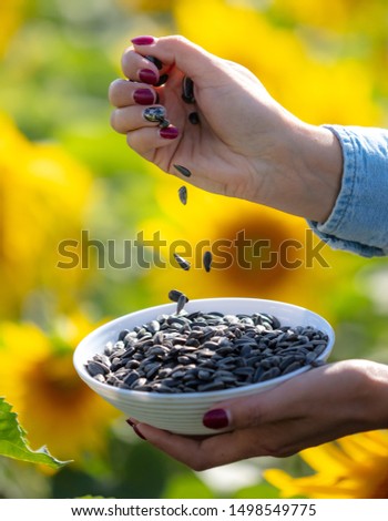 Black seeds in the hands of the girl. Sunflower flowers