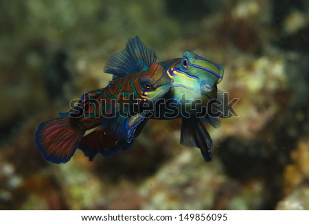 The Mating Dance of the Mandarin fish. This can only be seen just after sunset in a few locations around the world. Royalty-Free Stock Photo #149856095