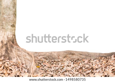 Big tree with dry brown leaves fall on ground isolated on white background