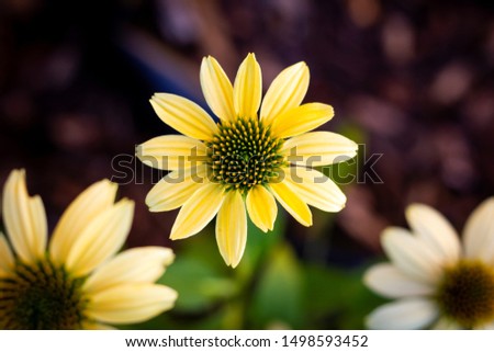 A top down portrait of a mellow yellow flower or scientifically known as the echinacea purpurea.mul Royalty-Free Stock Photo #1498593452