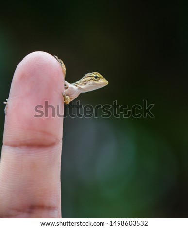 Baby chameleon posing finger, picture macro focused. chameleon of Thailand.