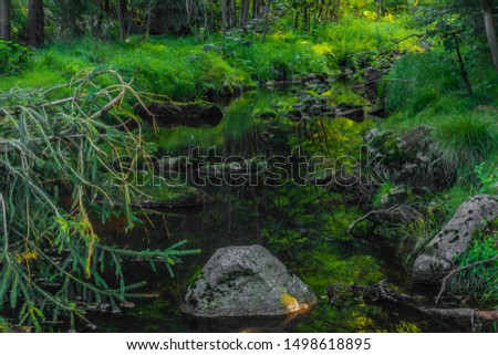 Green Skrivan creek in Krusne mountains in summer nice sunny hot day