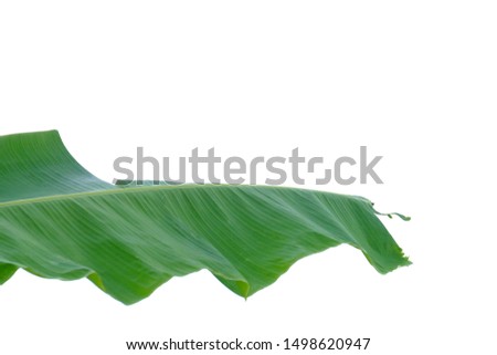 A tearing banana leave on white isolated background for green foliage backdrop 