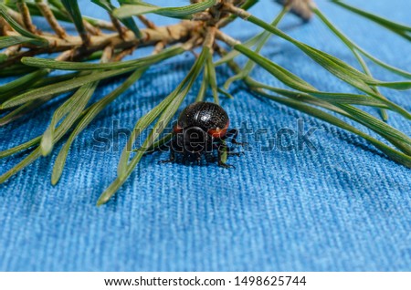 A black narrow-fronted leaf beetle (Chrysolina sanguinolenta) sits on green pine needles. Front view of a black beetle. Blue background. Macro photo. Soft focus. The horizontal version of the picture.