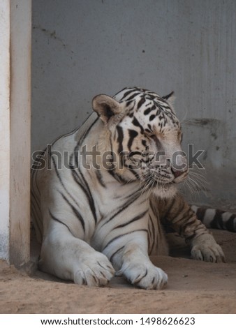 White Bengal Tiger held in captivity