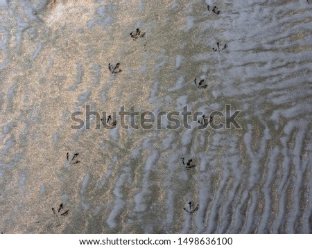 New Plymouth, New Zealand - September 03 2019: Duck Footprints in the Sand
