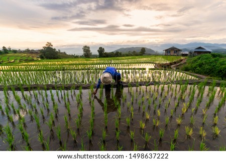 Farmers are planting rice in the rice fields at sunset,Rice field view at sunset with green rice plant being planted as a staircase in Chiang Mai, Thailand