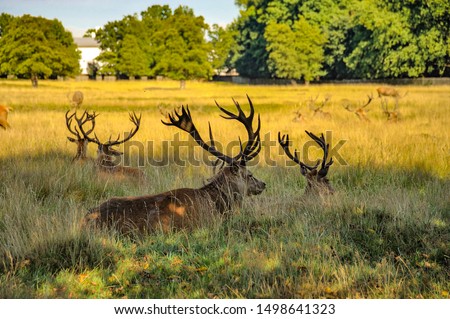 Red deer stags in Bushy park, London UK Royalty-Free Stock Photo #1498641323