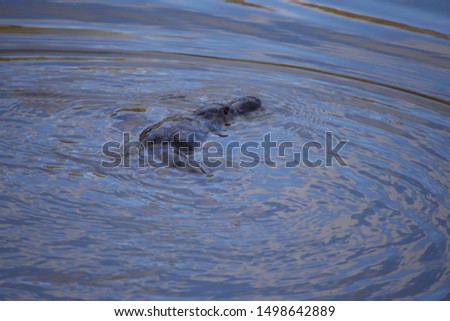 Platypus in a wild in Australia