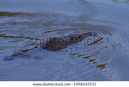 Platypus in a wild in Australia