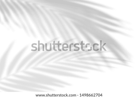 The shadow of tropical leaves on the white wall. Palm leaves. Black and white image to overlay photos or layout