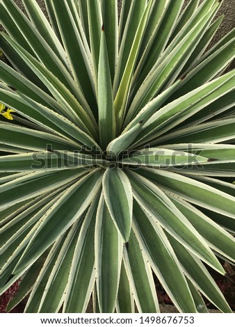 Beautiful picture of Caribbean agave (Agave angustifolia) leaves from Mauritius Island