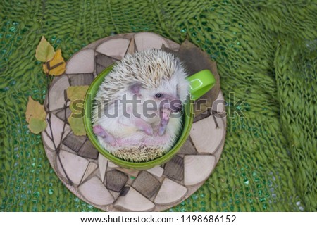 The concept of tea drinking. The hedgehog sits in a big green mug. Decorative pets close-up.