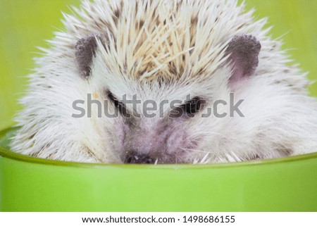The concept of comfort. A little cute hedgehog sits in a big green mug. Decorative animals close up.