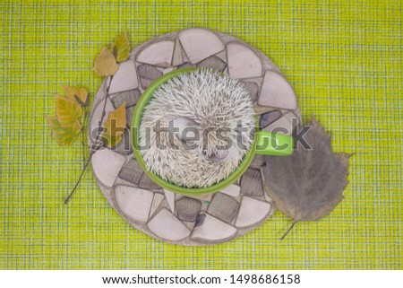 Concept of defenseless sleep. The prickly hedgehog sleeps sweetly in a big green mug. Decorative rodents closeup.