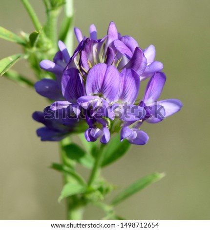Alfalfa, Medicago sativa, is primarily a fodder plant, but it is also a wild and medicinal plant. Royalty-Free Stock Photo #1498712654