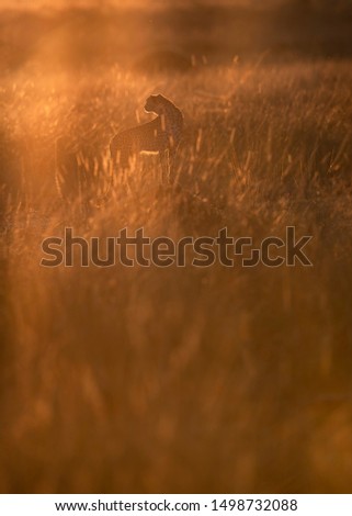 A cheetah in the early morning golden light 