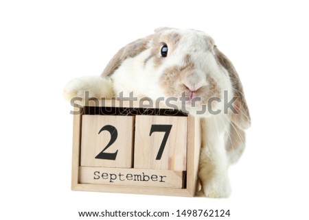 Beautiful rabbit with cube calendar on white background
