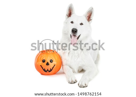 Swiss shepherd dog with candies in halloween bucket on white background