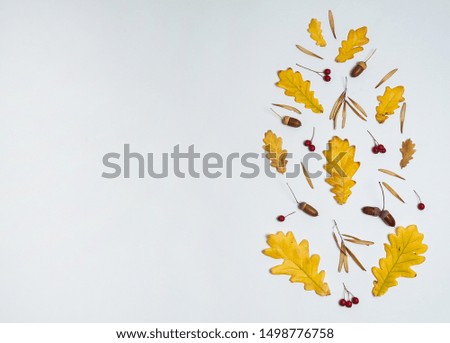 Autumn composition. Yellow oak leaves, acorns, red berries of hawthorn on a white background.