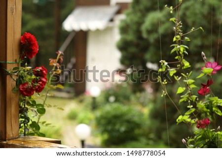 beatuful formal garden with hydrangea flowers, gladiolus, flox and wood store summer green photo