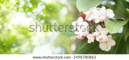 Nature pattern of blossoming color exotic rose pink Frangipani flower on soft green color in blur style. Spring landscape of red Plumeria flower. Close up Bright spring flowers for spa and therapy