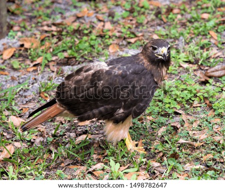 Hawk in its environment and surrounding.