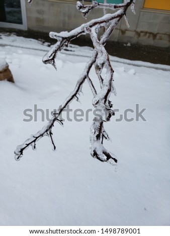 Cool picture of water frozen around a branch during the winter.