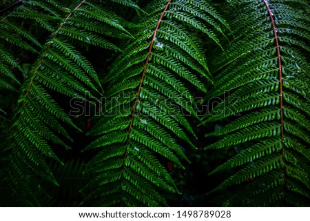 Green leafs of fern with in tropical. Top view. Flat lay. Nature background, close-up of fern. Green leaves pattern background, Natural background and wallpaper.