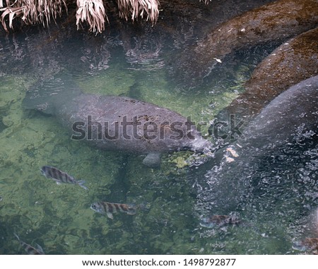  Manatees surrounded by fish in the warm outflow of water from Florida river.