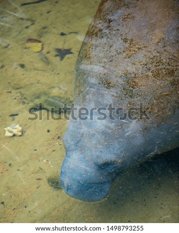 Manatee enjoying the warm outflow of water from Florida river.