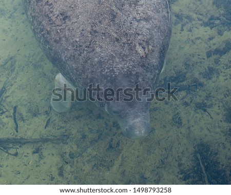 Manatee enjoying the warm outflow of water from Florida river.