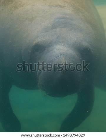 Manatee close up enjoying the warm outflow of water from Florida river.