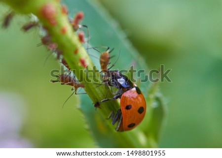 
A ladybird eats lice on a leaf.