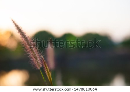Flowers of grass against a blurred background.