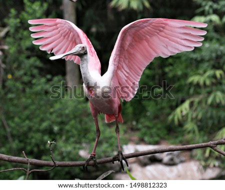 Roseate Spoonbill bird with its wings spread on a branch enjoying its surrounding and environment.