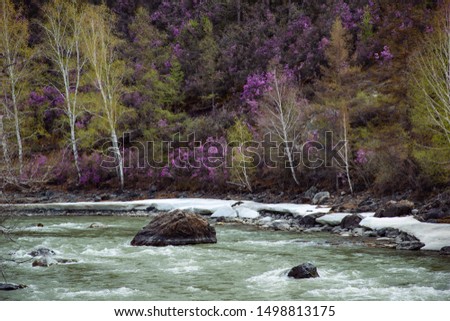 The blooming bushes of the purple rhododendron on the Katun river shore in Altai in may