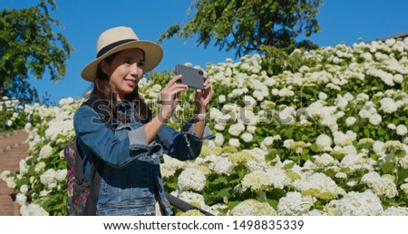 Woman take photo on cellphone in Hydrangea flower garden