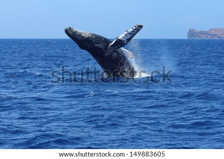 Humpback whale breaching in Maui, Hawaii. Megaptera novaeangliae Royalty-Free Stock Photo #149883605