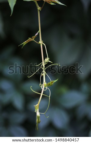 Forest flora. Background. Macro shot. Photo with shallow depth of field.