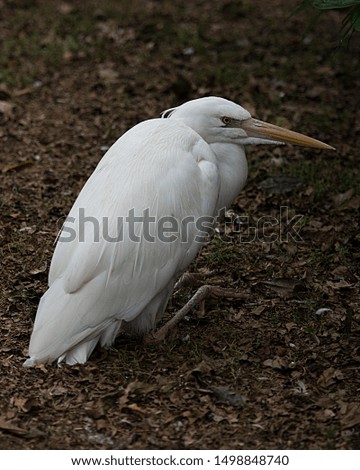 White Heron bird in its environment and surrounding.
