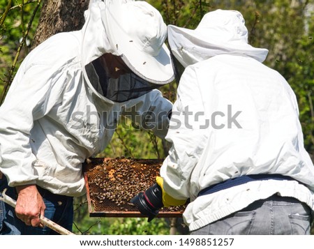 Photographer taking pictures and videos of apiarist in garden, with bees flying around the beekeeper. Authentic scene of apiculture life