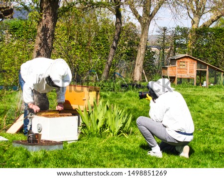 Photographer taking pictures of apiarist in garden, with bees flying around the beekeeper. Authentic scene of apiculture life