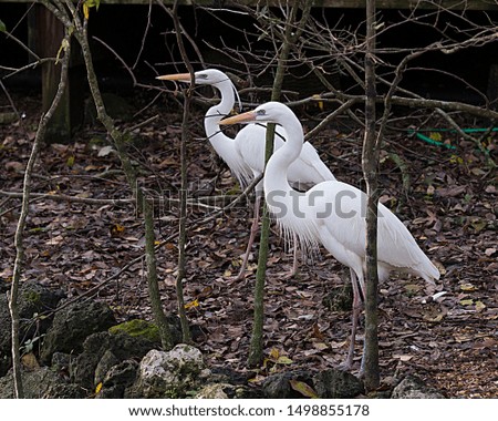 White Heron bird couple interacting in its environment and surrounding.